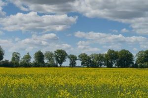 Продам земельный участок, г. Пок баевка, Калининградская обл., Россия, агентство Home Invest
