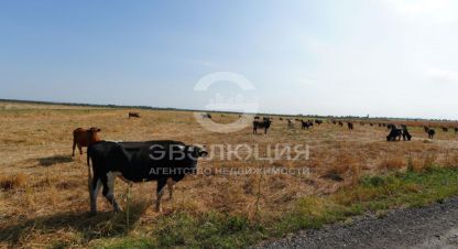 Купить земельный участок в г. Птичье. Фотография №3