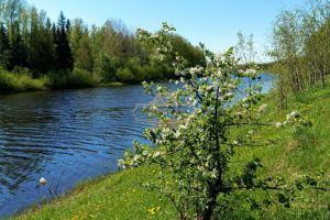 Продам земельный участок, г. Садовые участки, Новгородская обл., Россия, агентство Адресат Продам земельный участок, г. Садовые участки, Новгородская обл., Россия, агентство Адресат