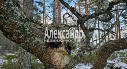 Купить дом 4-х комнатную, 110 кв. м. Фотография №8 Купить дом 4-х комнатную, 110 кв. м., Россия, г. Посёлок терву. Фотография №8