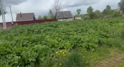 Купить земельный участок на улице - г. Сумино дер. Фотография №4
